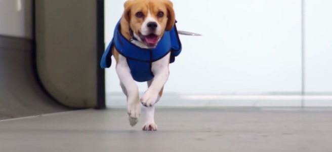 Beagle running through airport
