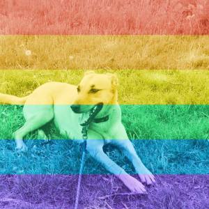 Photo of dog with rainbow filter